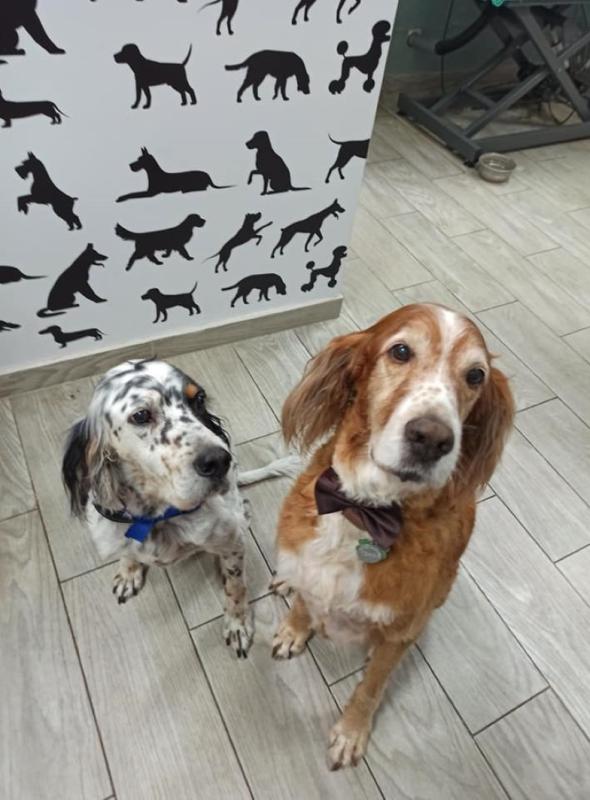 Happy dogs grooming Dog grooming Καλλωπισμός ζώων Κούρεμα σκύλου Κομμωτήριο σκύλων